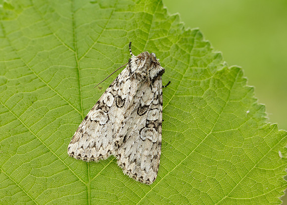73.261 BF2150 Grey Arches Polia nebulosa