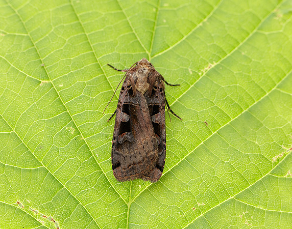 73.360 BF2127 Triple-spotted Clay Xestia ditrapezium