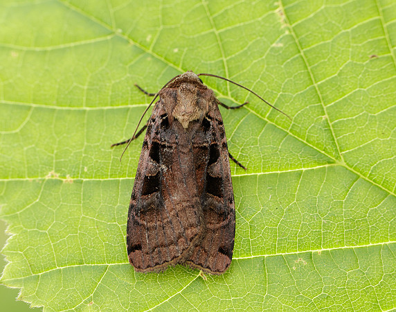 73.360 BF2127 Triple-spotted Clay Xestia ditrapezium