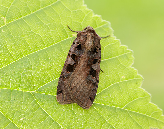 73.360 BF2127 Triple-spotted Clay Xestia ditrapezium