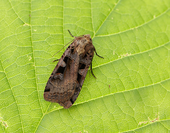 73.360 BF2127 Triple-spotted Clay Xestia ditrapezium