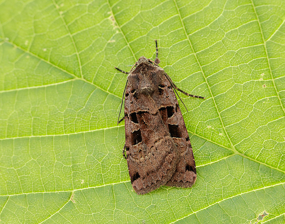 73.360 BF2127 Triple-spotted Clay Xestia ditrapezium