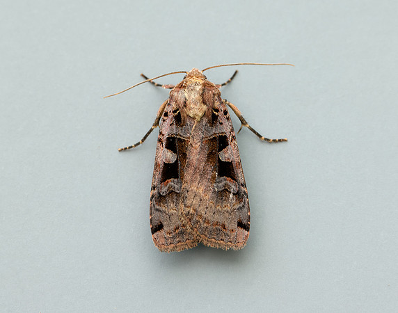 73.360 BF2127 Triple-spotted Clay Xestia ditrapezium