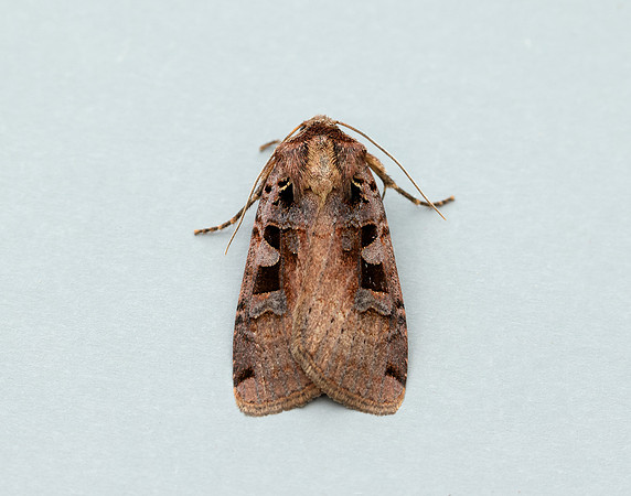 73.360 BF2127 Triple-spotted Clay Xestia ditrapezium