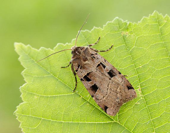 73.361 BF2128 Double Square-spot Xestia triangulum