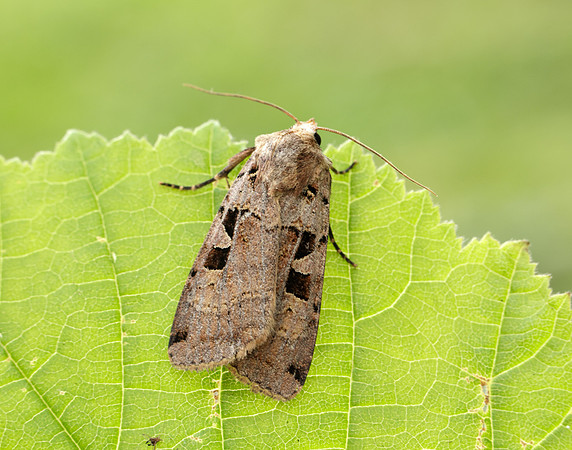 73.361 BF2128 Double Square-spot Xestia triangulum