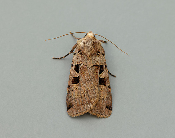73.361 BF2128 Double Square-spot Xestia triangulum