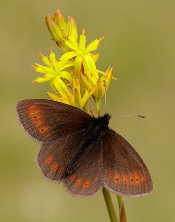Mountain Ringlet Erebia epiphron