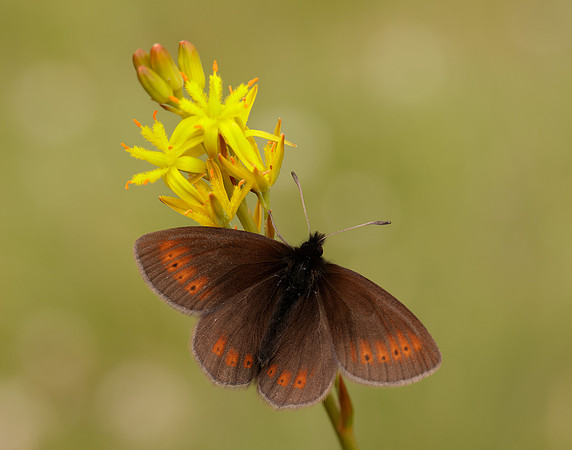 Mountain Ringlet Erebia epiphron