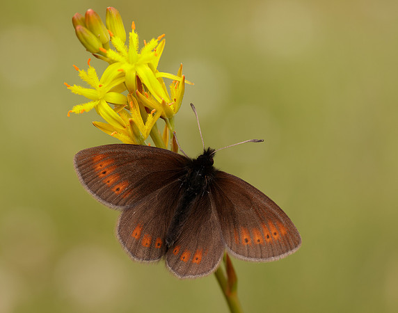Mountain Ringlet Erebia epiphron