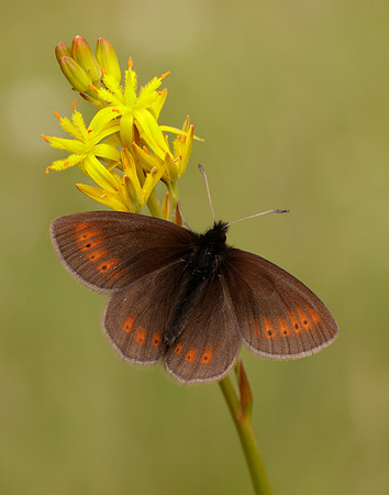 Mountain Ringlet Erebia epiphron
