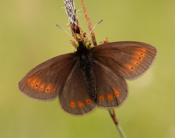 Mountain Ringlet Erebia epiphron