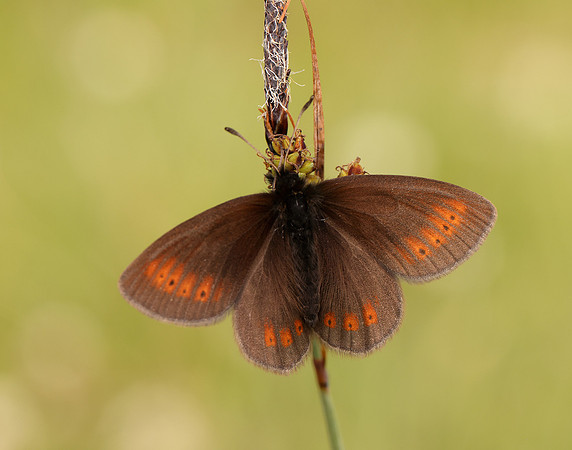 Mountain Ringlet Erebia epiphron