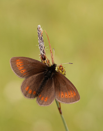 Mountain Ringlet Erebia epiphron