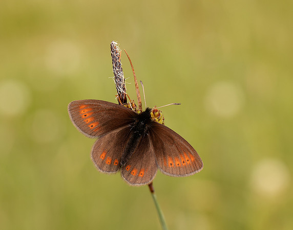Mountain Ringlet Erebia epiphron