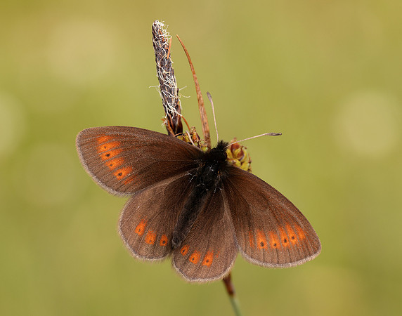 Mountain Ringlet Erebia epiphron