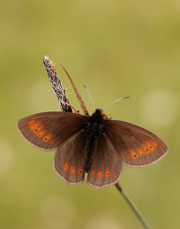 Mountain Ringlet Erebia epiphron