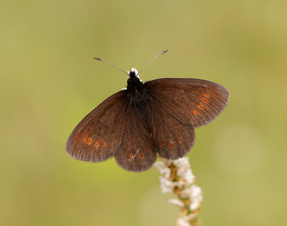 Mountain Ringlet Erebia epiphron