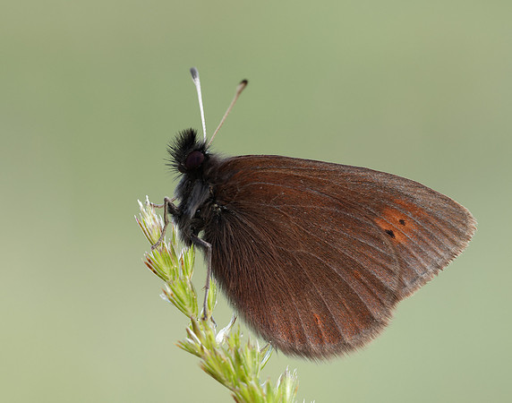 Mountain Ringlet Erebia epiphron