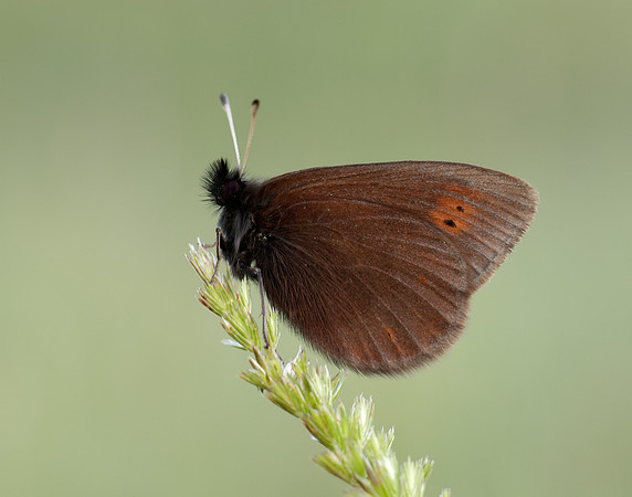Mountain Ringlet Erebia epiphron