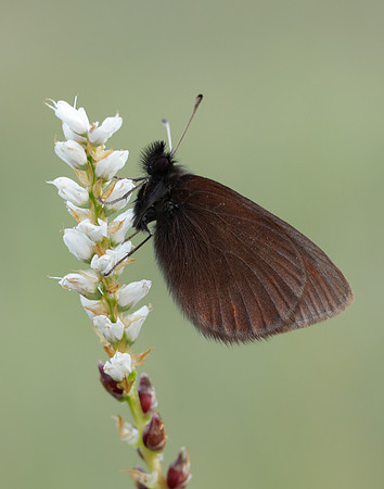 Mountain Ringlet Erebia epiphron