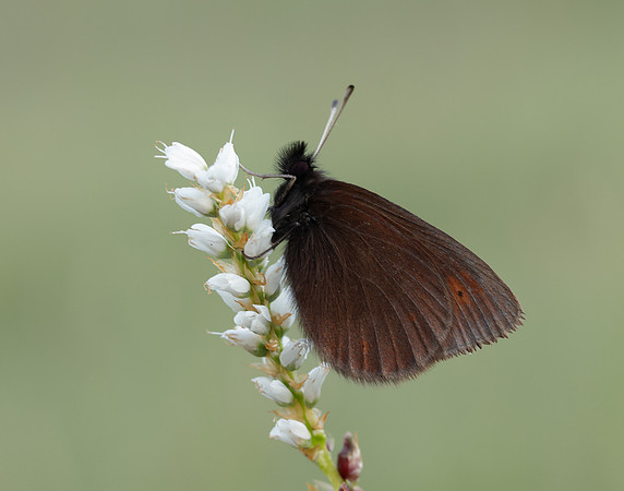 Mountain Ringlet Erebia epiphron
