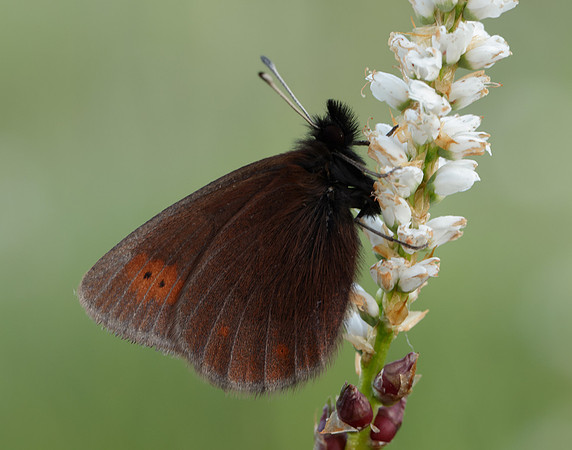 Mountain Ringlet Erebia epiphron