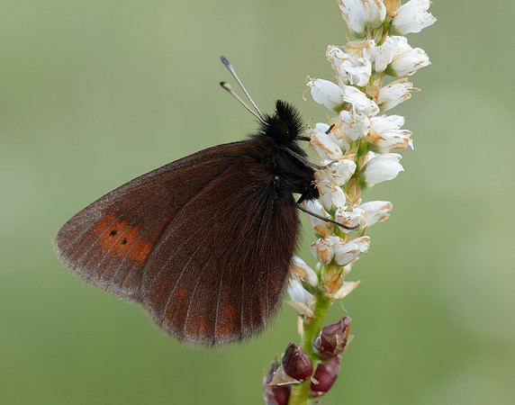 Mountain Ringlet Erebia epiphron