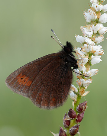 Mountain Ringlet Erebia epiphron