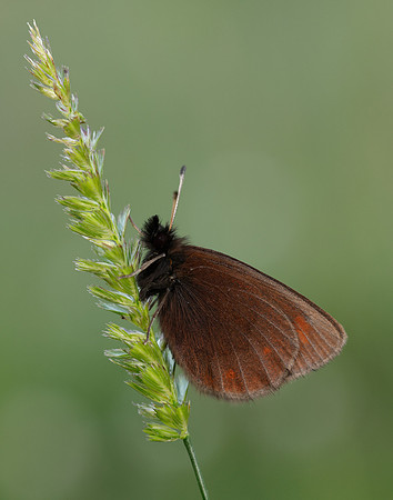 Mountain Ringlet Erebia epiphron