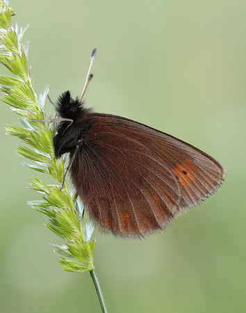 Mountain Ringlet Erebia epiphron