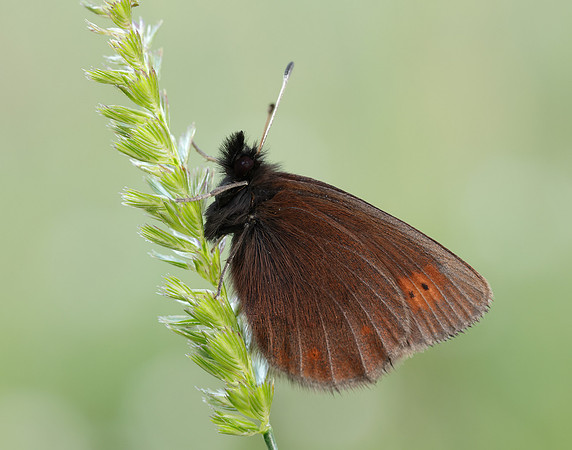 Mountain Ringlet Erebia epiphron