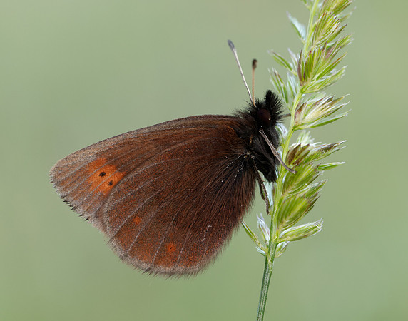 Mountain Ringlet Erebia epiphron