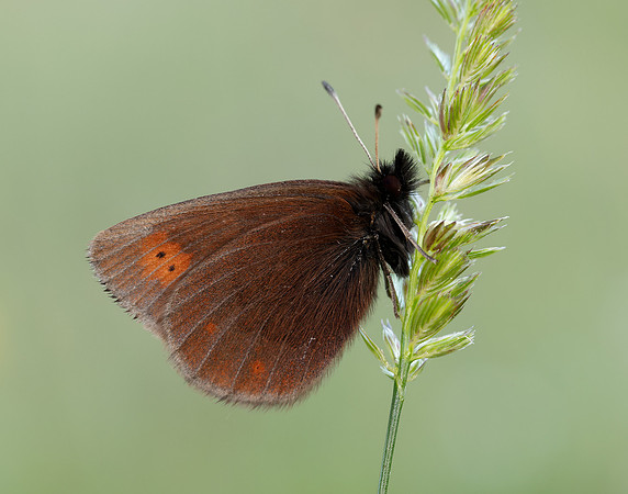 Mountain Ringlet Erebia epiphron