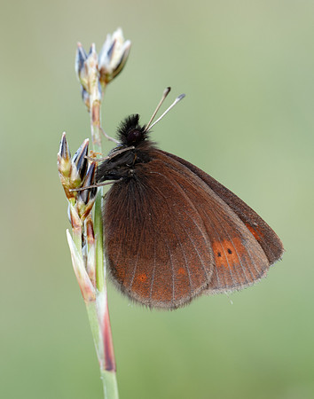 Mountain Ringlet Erebia epiphron