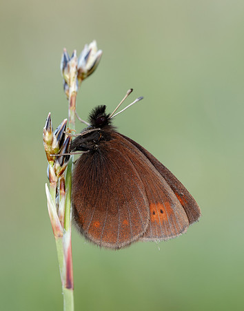 Mountain Ringlet Erebia epiphron