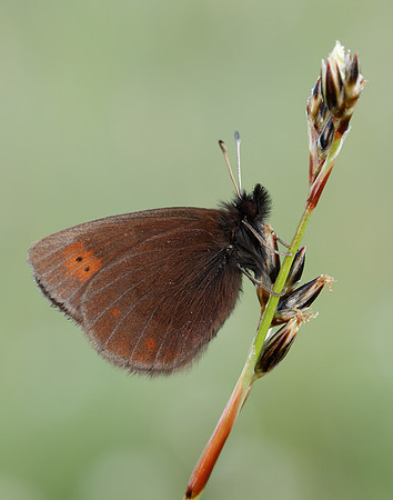 Mountain Ringlet Erebia epiphron