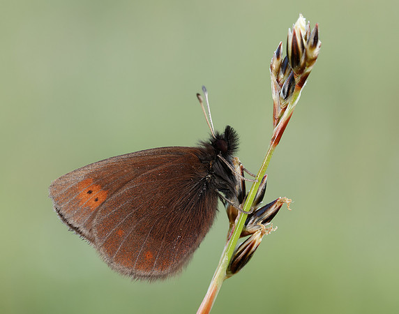 Mountain Ringlet Erebia epiphron