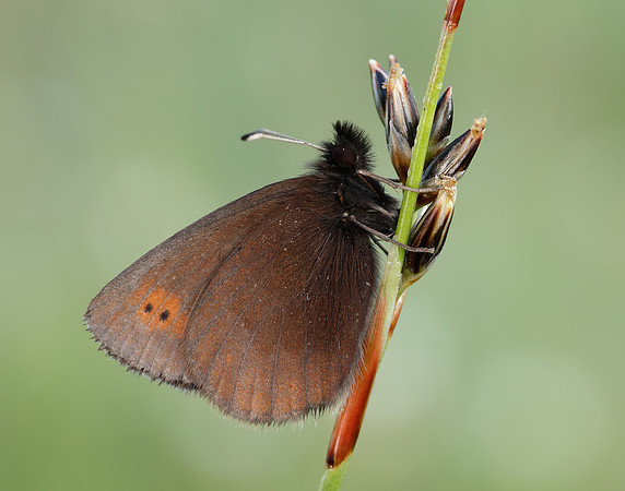Mountain Ringlet Erebia epiphron