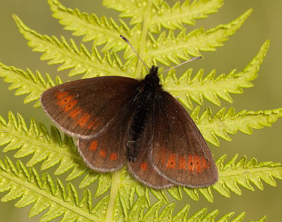 Mountain Ringlet Erebia epiphron