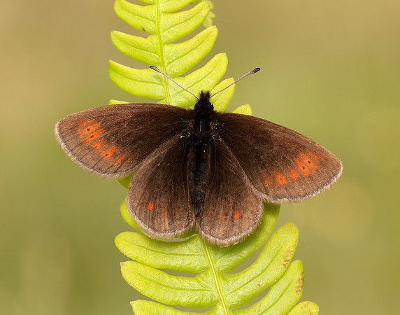 Mountain Ringlet Erebia epiphron
