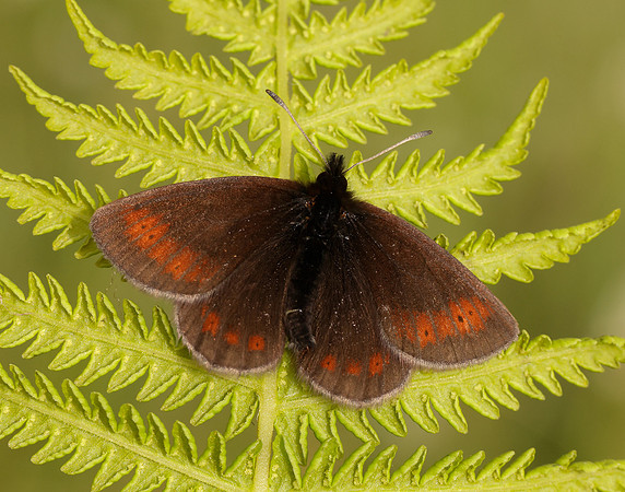 Mountain Ringlet Erebia epiphron