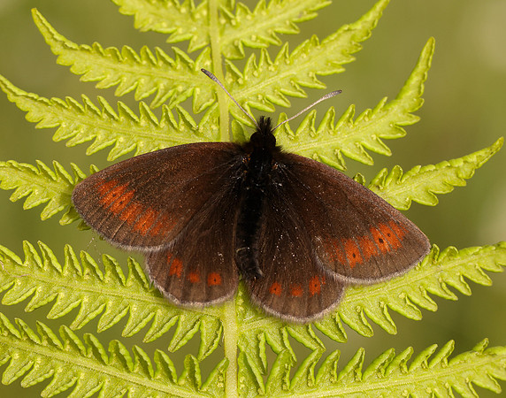 Mountain Ringlet Erebia epiphron