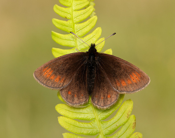 Mountain Ringlet Erebia epiphron