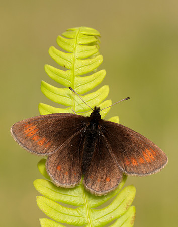 Mountain Ringlet Erebia epiphron
