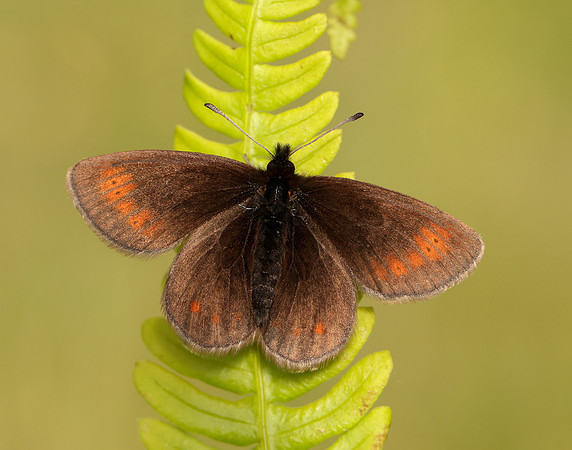 Mountain Ringlet Erebia epiphron