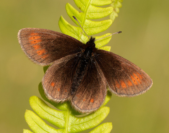 Mountain Ringlet Erebia epiphron