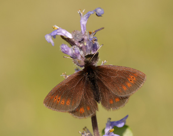 Mountain Ringlet Erebia epiphron