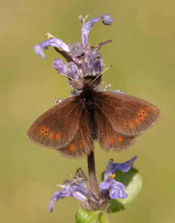 Mountain Ringlet Erebia epiphron