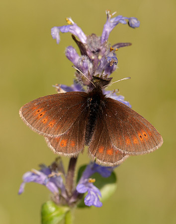 Mountain Ringlet Erebia epiphron